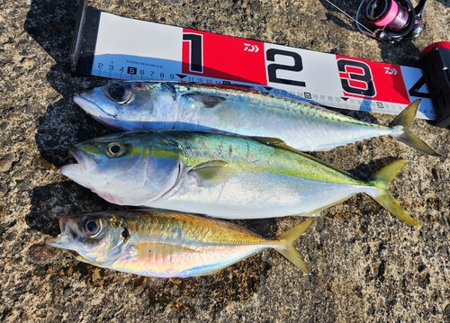 サバの釣果