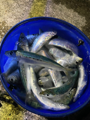 イワシの釣果