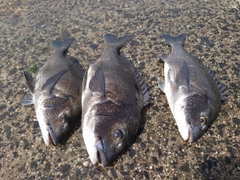 クロダイの釣果