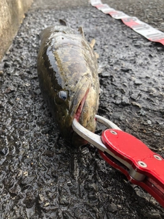 ライギョの釣果