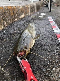 ナマズの釣果