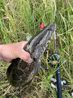 ライギョの釣果