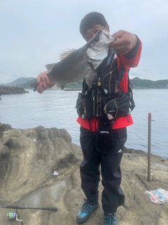 ヒラスズキの釣果