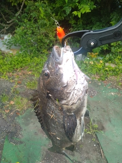 チヌの釣果