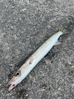 タイワンカマスの釣果