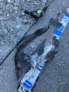 クロダイの釣果