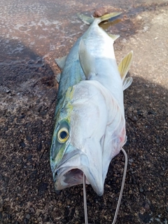 イナダの釣果