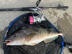 ホッケの釣果