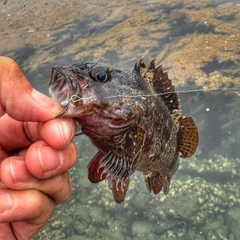 ソイの釣果