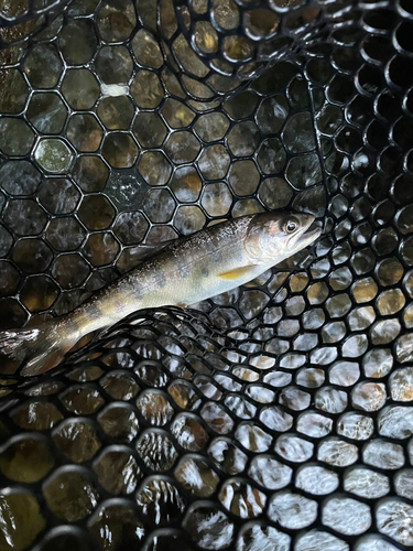 ヤマメの釣果