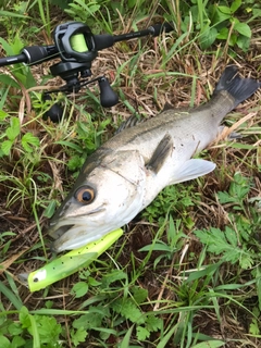 マルスズキの釣果