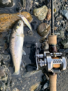 ホウライマスの釣果