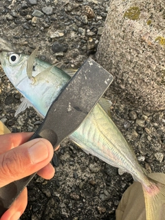 ムロアジの釣果