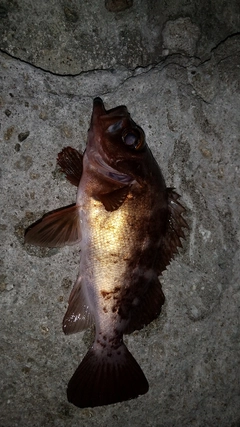 クロメバルの釣果