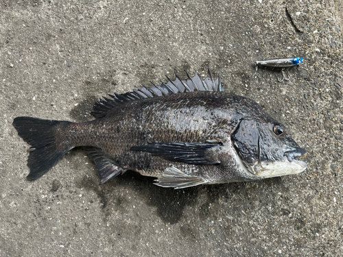 チヌの釣果