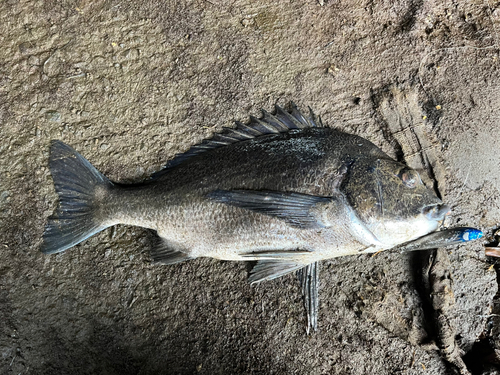 チヌの釣果