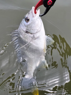 キビレの釣果