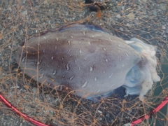 コウイカの釣果