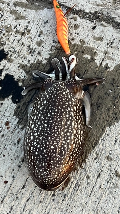 シリヤケイカの釣果