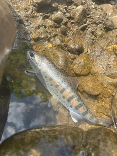 ヤマメの釣果