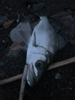 セイゴ（ヒラスズキ）の釣果