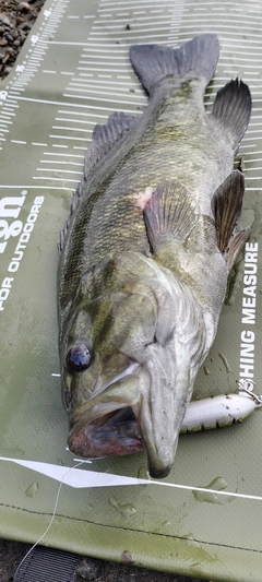 スモールマウスバスの釣果