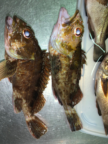 カサゴの釣果