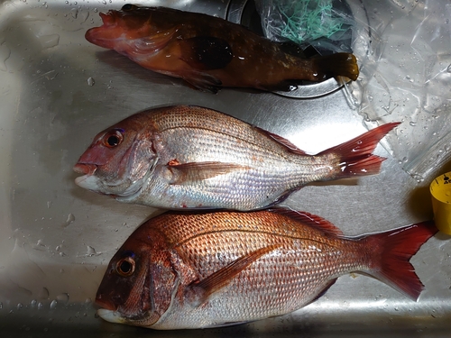 タイの釣果