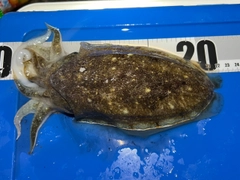 イカの釣果