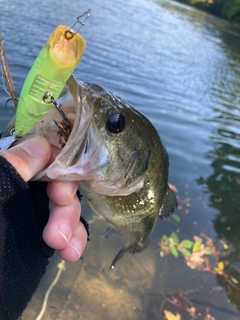 ブラックバスの釣果