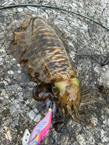 アオリイカの釣果