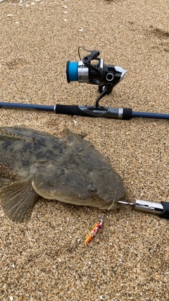 マゴチの釣果