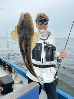 マゴチの釣果