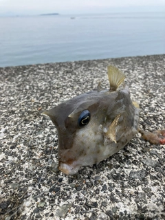 ウミスズメの釣果