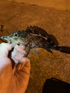 ガシラの釣果