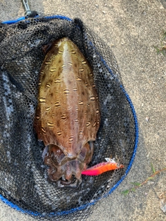 モンゴウイカの釣果