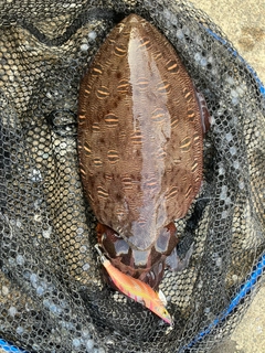 モンゴウイカの釣果