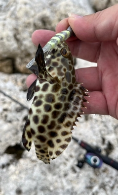 モヨウハタの釣果