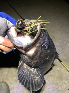 クロソイの釣果