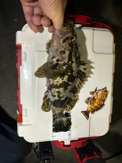 タケノコメバルの釣果