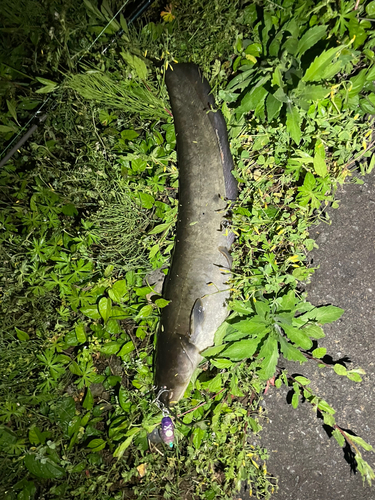 ナマズの釣果