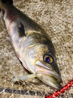 フッコ（マルスズキ）の釣果