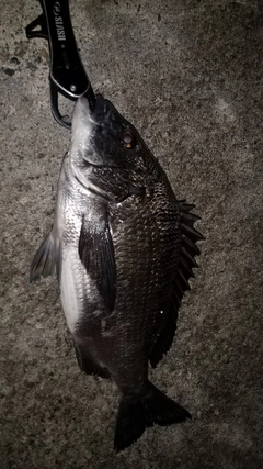 チヌの釣果