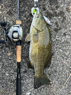 スモールマウスバスの釣果