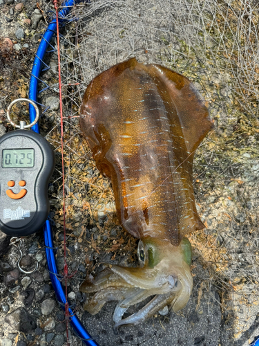 アオリイカの釣果