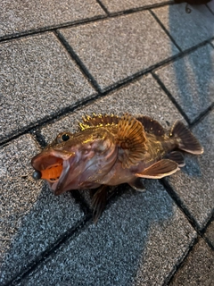 ガシラの釣果