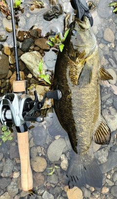 スモールマウスバスの釣果