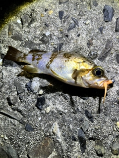 シロメバルの釣果