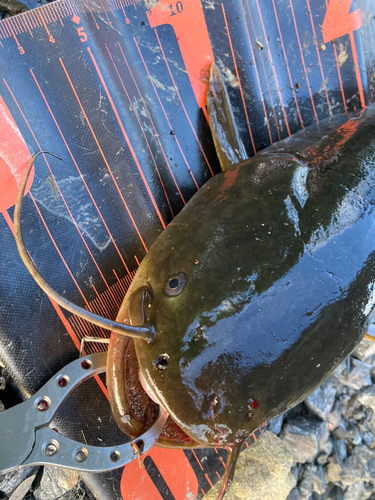 ナマズの釣果