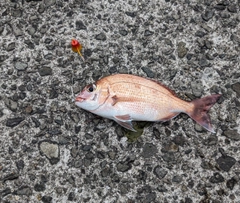 マダイの釣果